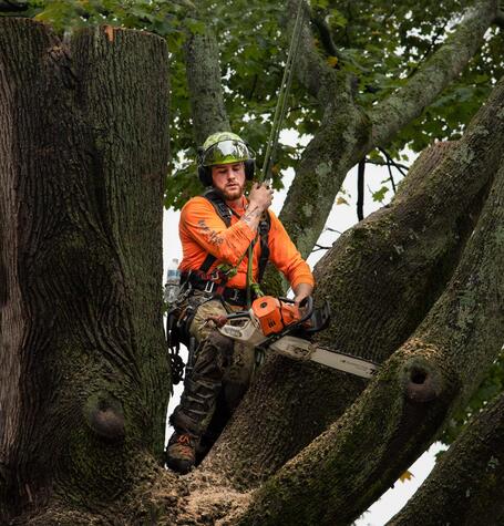 tree_cut.jpg